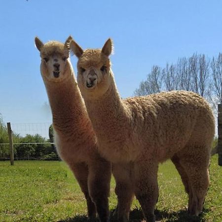 Domaine Ramonjavel, Glamping & Alpaca'S Panzió Fongrave Kültér fotó