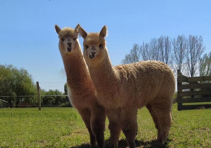 Domaine Ramonjavel, Glamping & Alpaca'S Panzió Fongrave Kültér fotó