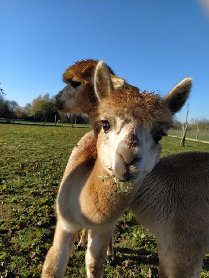 Domaine Ramonjavel, Glamping & Alpaca'S Panzió Fongrave Kültér fotó